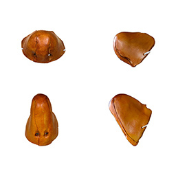 Nez de caractère