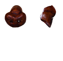 Nez de caractère